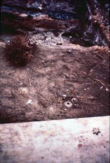 Photo of second well and discovery well.